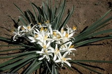 Çöl Zambağı Türleri ve Özellikleri Çöl Zambağı Türleri ve Özellikleri