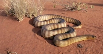 Çöl Hayvanları Türleri ve Özellikleri